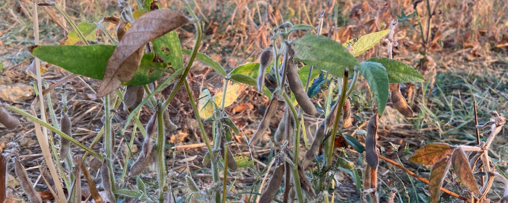 Récoltes de soja : pourquoi  les parcelles restent vertes ?