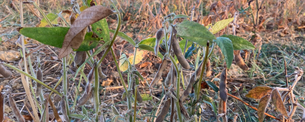 Récoltes de soja : pourquoi les parcelles restent vertes ?