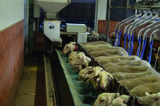 Des passages en salle de traite pour familiariser les agnelles