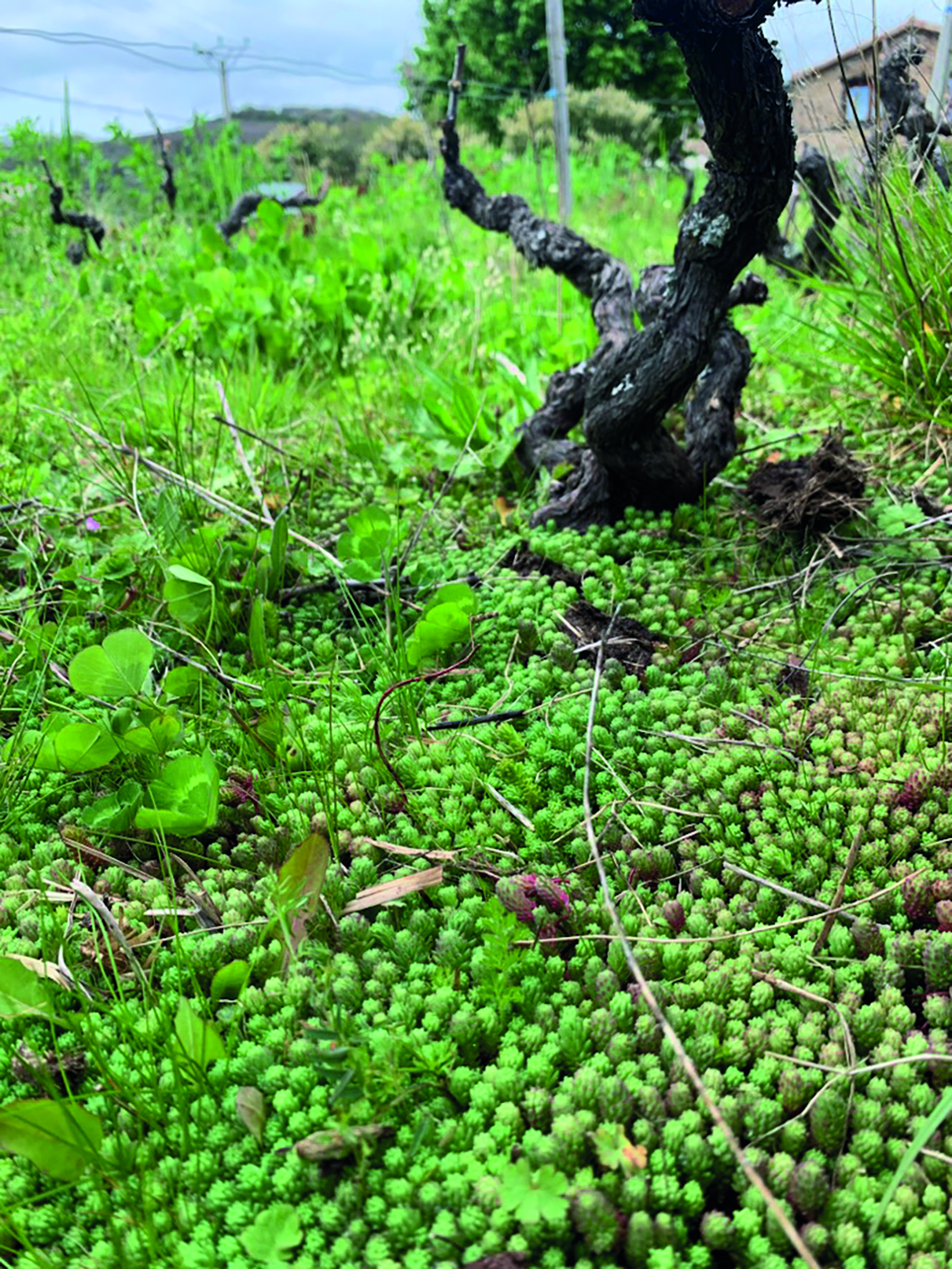 Viticulture : à la recherche  d’une plante « couvre sol »