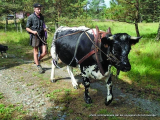 Modestine, la génisse qui marche contre le cancer