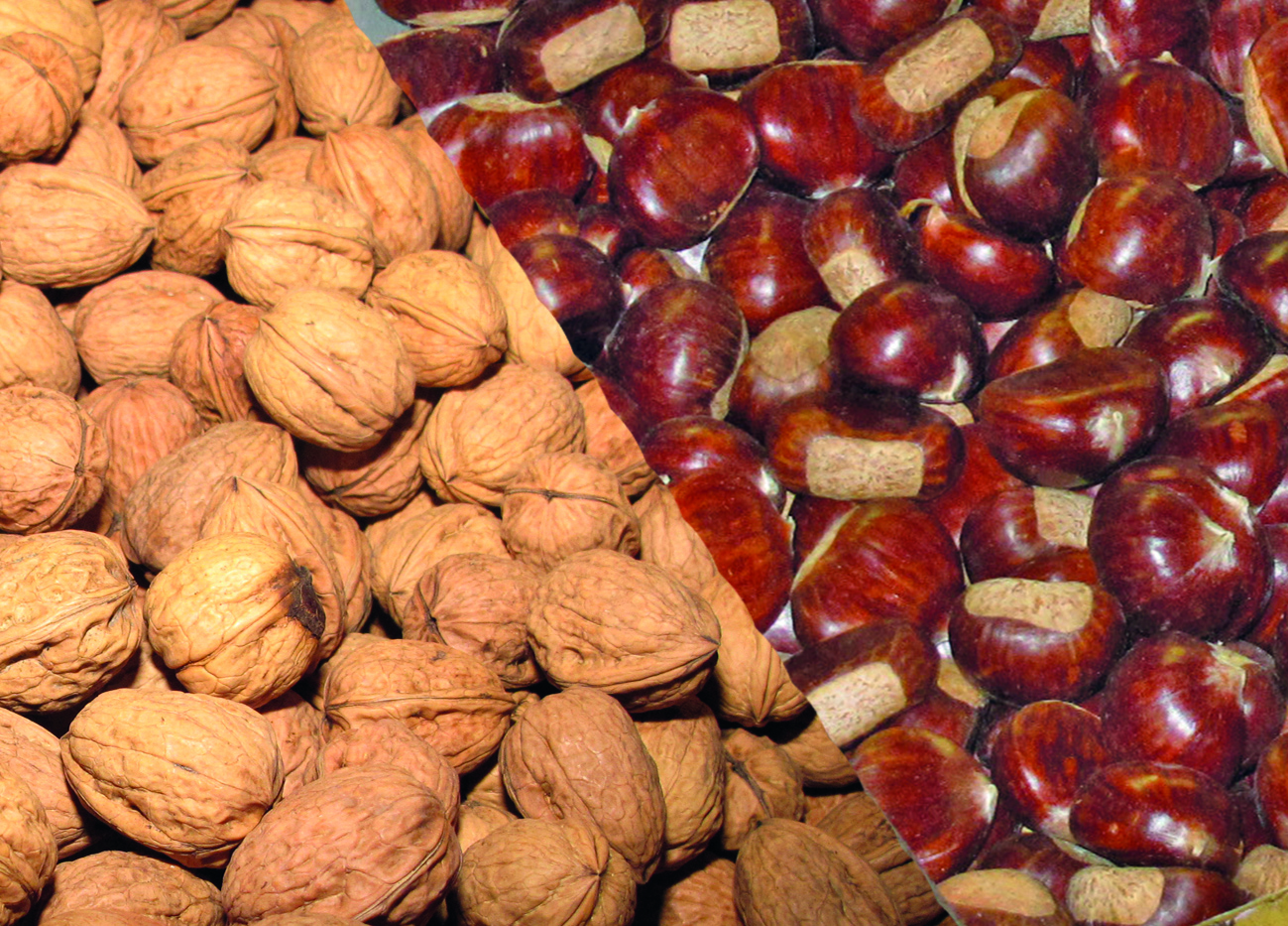 Production régionale de fruits bio : noix et châtaignes en tête 