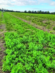 Valoriser les bords  de champs par des couverts