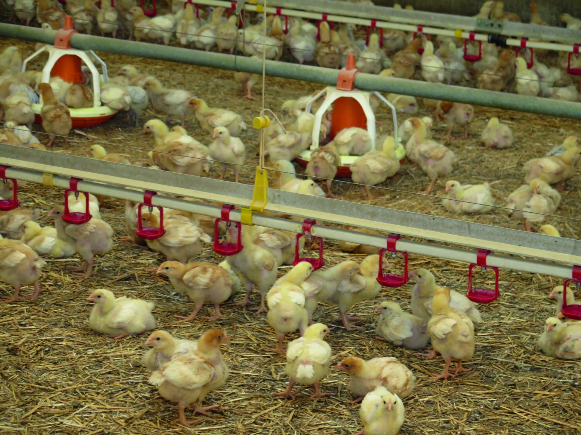 Préserver l’immunité  des poulets standards