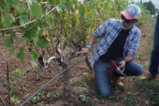 Taille des vignes : changer de paradigme