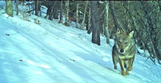 Le statut du loup  doit évoluer