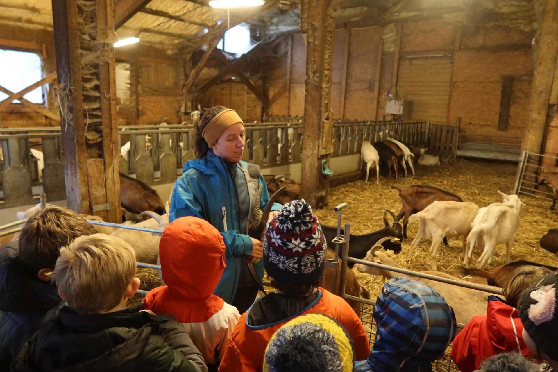 À la chèvrerie du Bard, les élèves découvrent l’élevage et la transformation