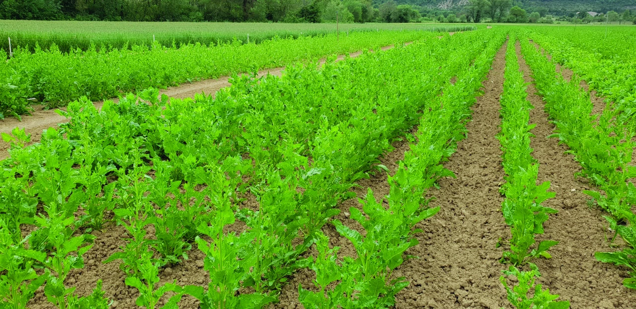 Label bas carbone : des réductions d’émissions rémunérées
