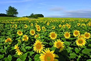 Bilan de la campagne tournesol en 2023 