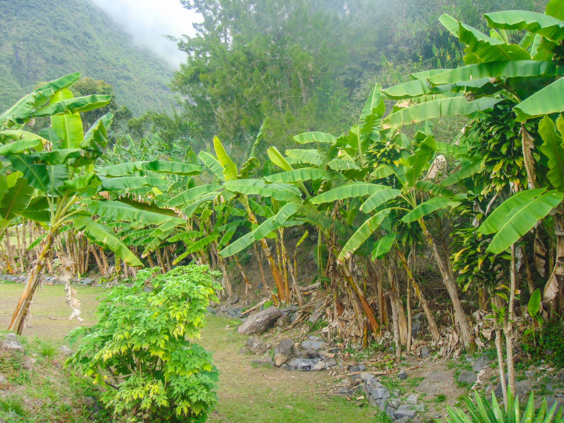 Bananeraies et maraîchage frappés par la cyclone Belal