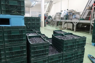 Olive de Nyons : récolte historique pour la coopérative du Nyonsais