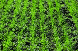 Céréales semées en janvier, adaptation  des programmes de désherbage 