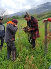 Les couverts végétaux pour s’adapter  au changement climatique