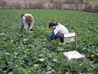 Bien raisonner sa fertilisation azotée en colza