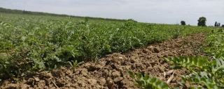 Pois chiche : semer sur un sol ressuyé et réchauffé
