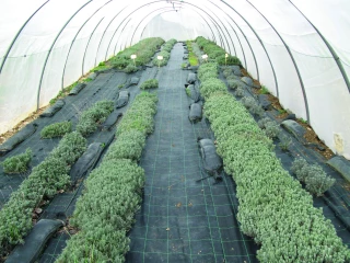 Certipam® : une nouvelle marque pour des plants de lavande et lavandin de qualité