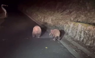 Ours contre sanglier : une vidéo virale en Espagne