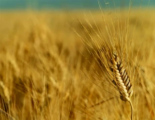 Blé dur : l’État prêt  à abonder un plan  de souveraineté