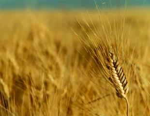 Blé dur : l’État prêt  à abonder un plan  de souveraineté