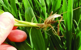 Piétin-verse sur blé : un risque à affiner selon la date de semis