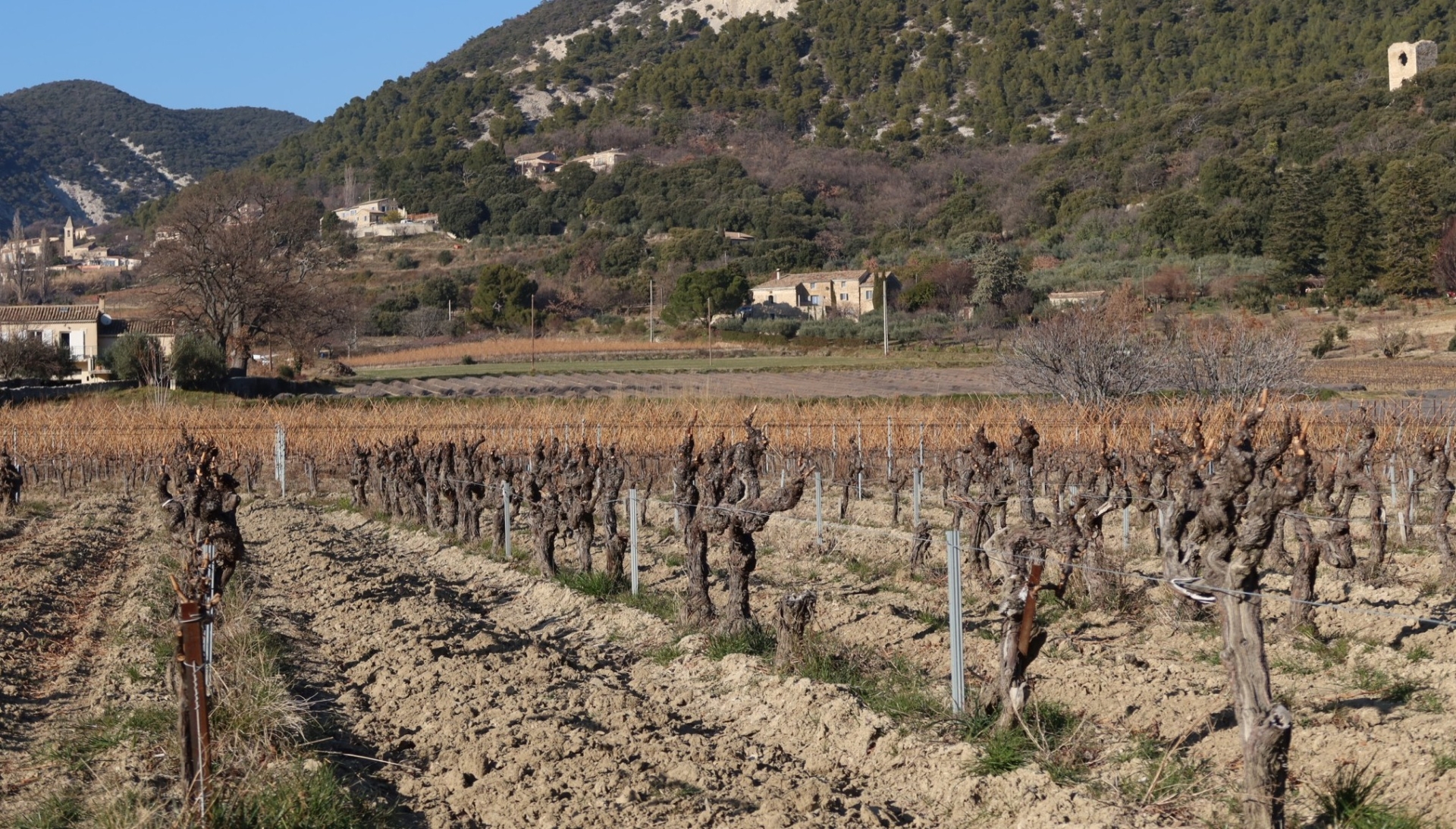 Deux millions d'euros d'aide d'urgence pour la viticulture drômoise