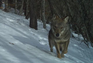 Le plafond de prélèvement demeure pour l'instant de 209 loups