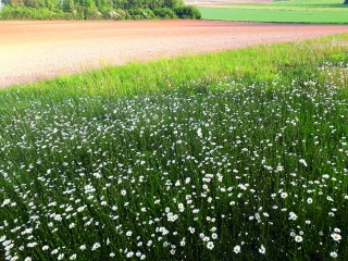Broyage et pâturage des jachères : période d’interdiction avancée au 1er mai
