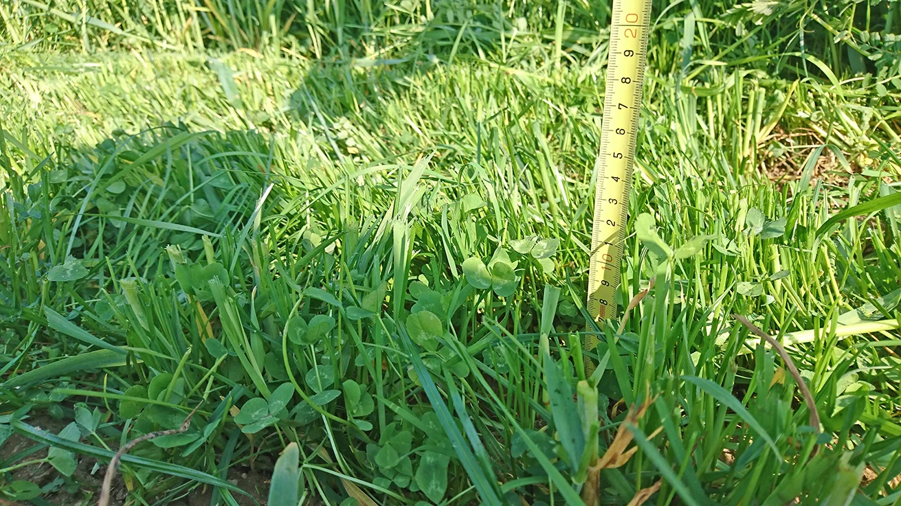 Des prairies sous couvert de méteil