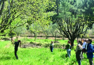 « Le tilleul c’est naturel »