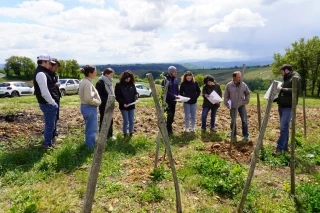 Vigne : le choix crucial du porte-greffe