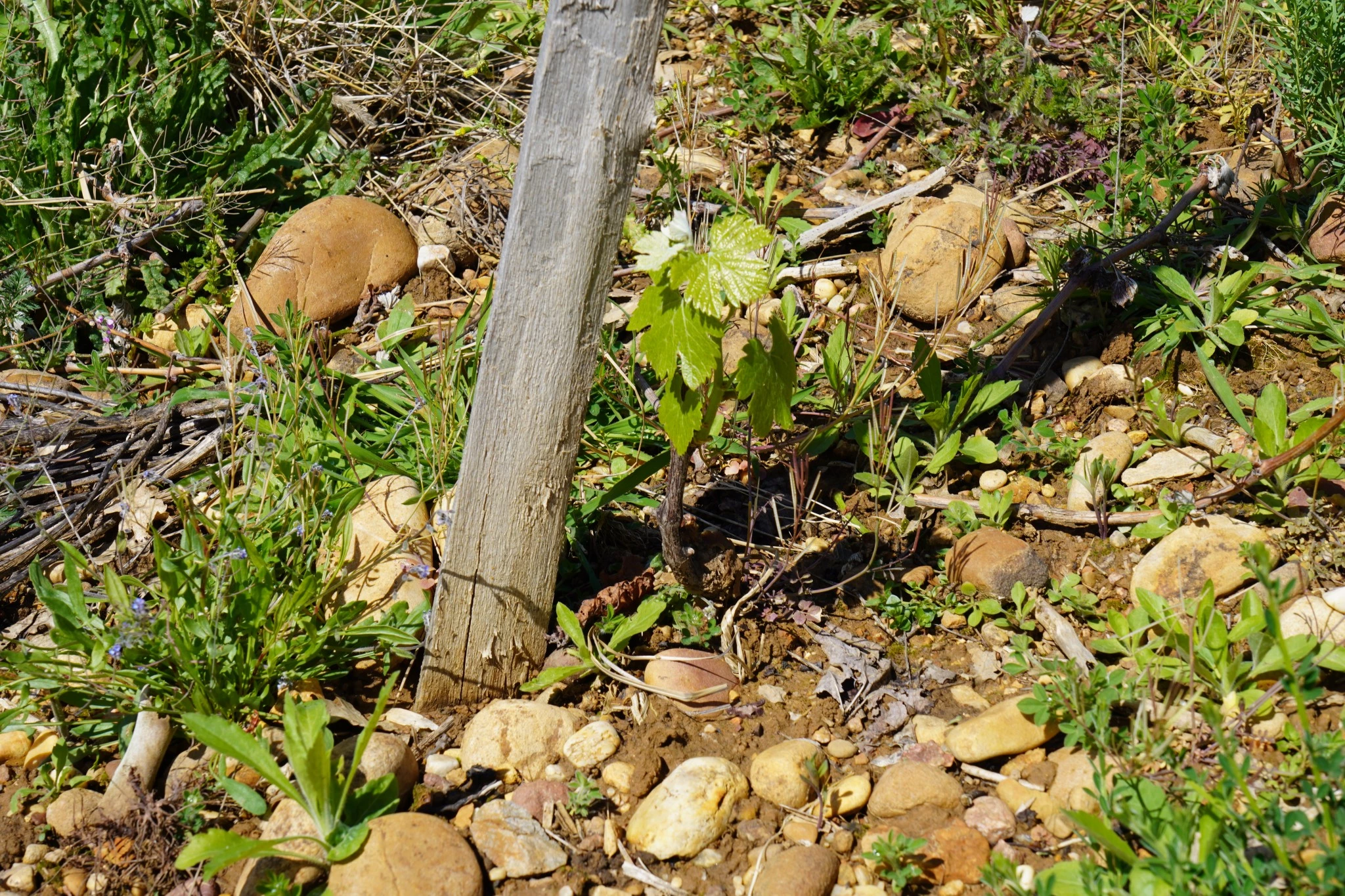 Expérimentations à Ampuy