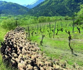Fête de la Transhumance et de la Clairette,  les 8, 9 et 23  juin