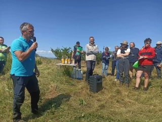 Des fruits méditerranéens  au nord de la Drôme