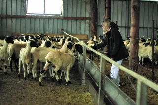 L’agriculture grecque, entre  modernisme et incertitudes