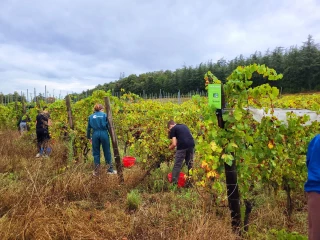 Vendanges au lycée du Valentin