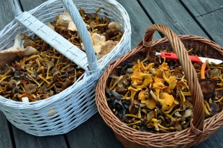 Cueillette des champignons, que dit la loi ?