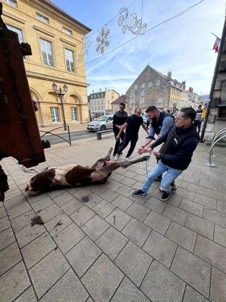 Loups : des agriculteurs attachent un cadavre de génisse à une sous-préfecture du Doubs