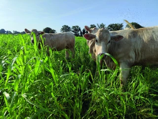 Autonomie alimentaire en système fourrager : quels leviers d’action ?