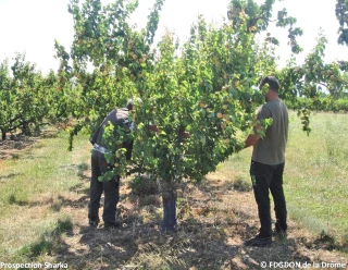 Prospecter la sharka pour s’en prémunir