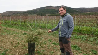 Des chênes truffiers prennent racine dans leur vignoble