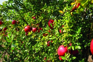 France Grenade : se faire connaître et s’imposer sur le marché