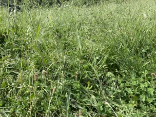 La vente d’herbe