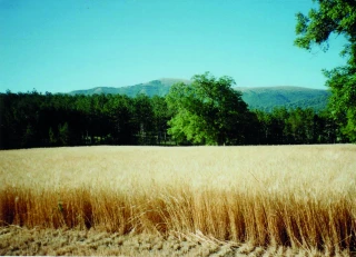 Le petit épeautre face à la concurrence