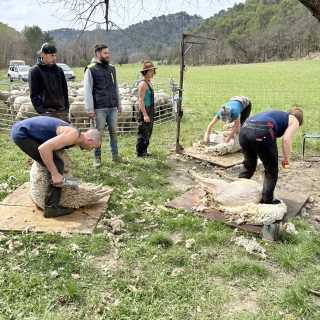 Le Gaec O.C.A. a reçu le champion de France de tonte aux forces