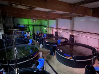 L’aquaponie, késako ?