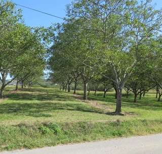 La SENuRA recherche des parcelles pour ses essais