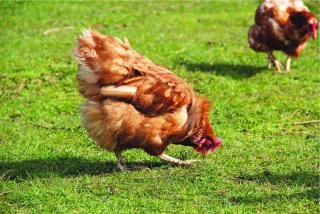 Poules pondeuses : un paysage régional très diversifié