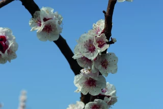 Humidité excessive sur abricotiers