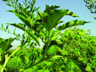 Datura : mieux le connaitre  pour mieux le combattre