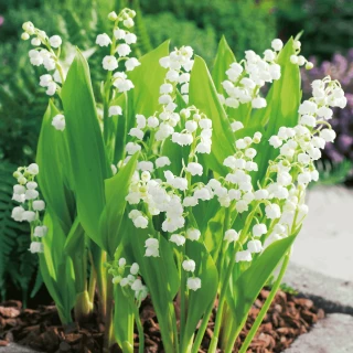 Muguet : une PPL pour faciliter l’ouverture le 1er mai, les fleuristes applaudissent